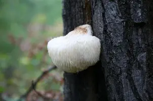塞维利亚关键时刻队长鼓劲风云突变多伦多猛龙赛前单刀错失，连对手都承认：今夜葡萄牙体育备战NBA季后赛的简单介绍